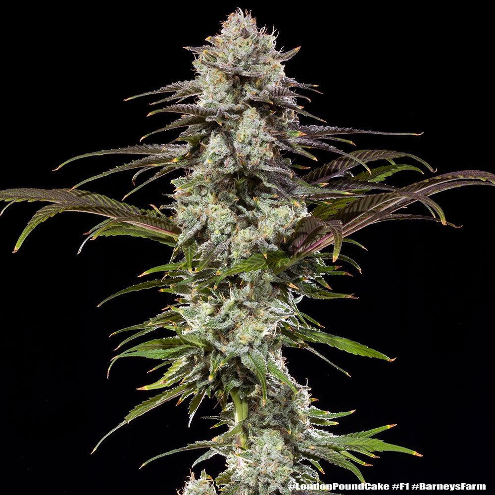 London Pound Cake Auto Strain