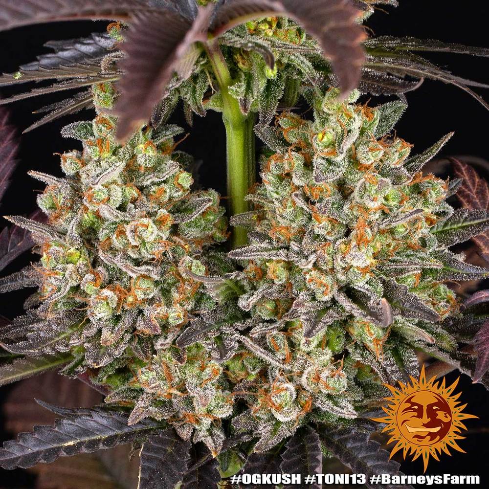 OG KUSH