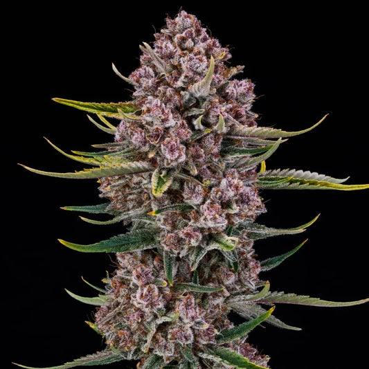 Purplenade XXL AUTO