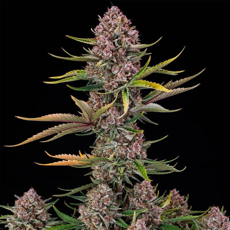 Purplenade XXL AUTO