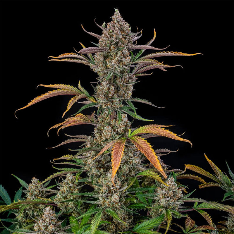 Rainbow Breath Auto