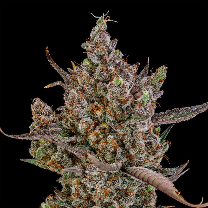 Rainbow Breath Auto