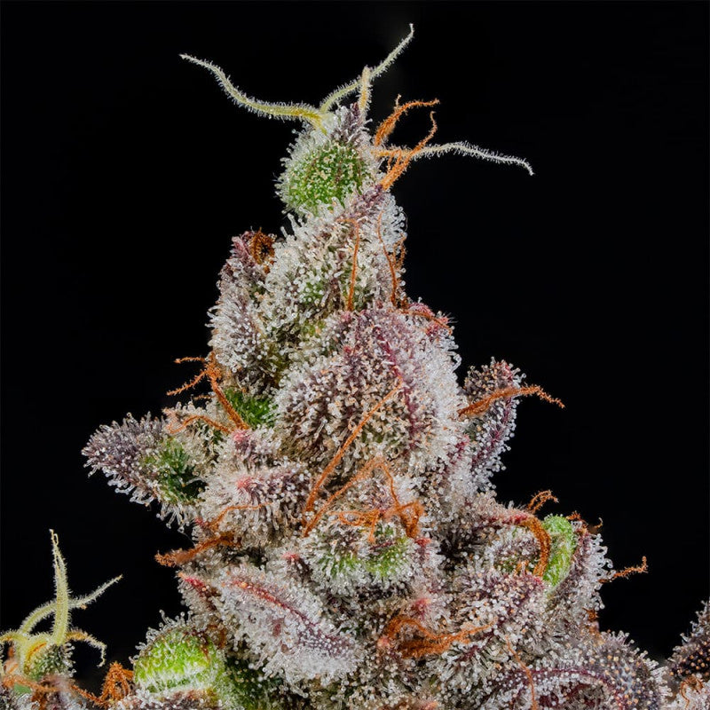 Rainbow Breath Auto