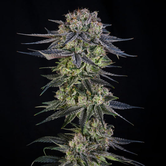 Julian Marley Seeds

Julian Marley Special
