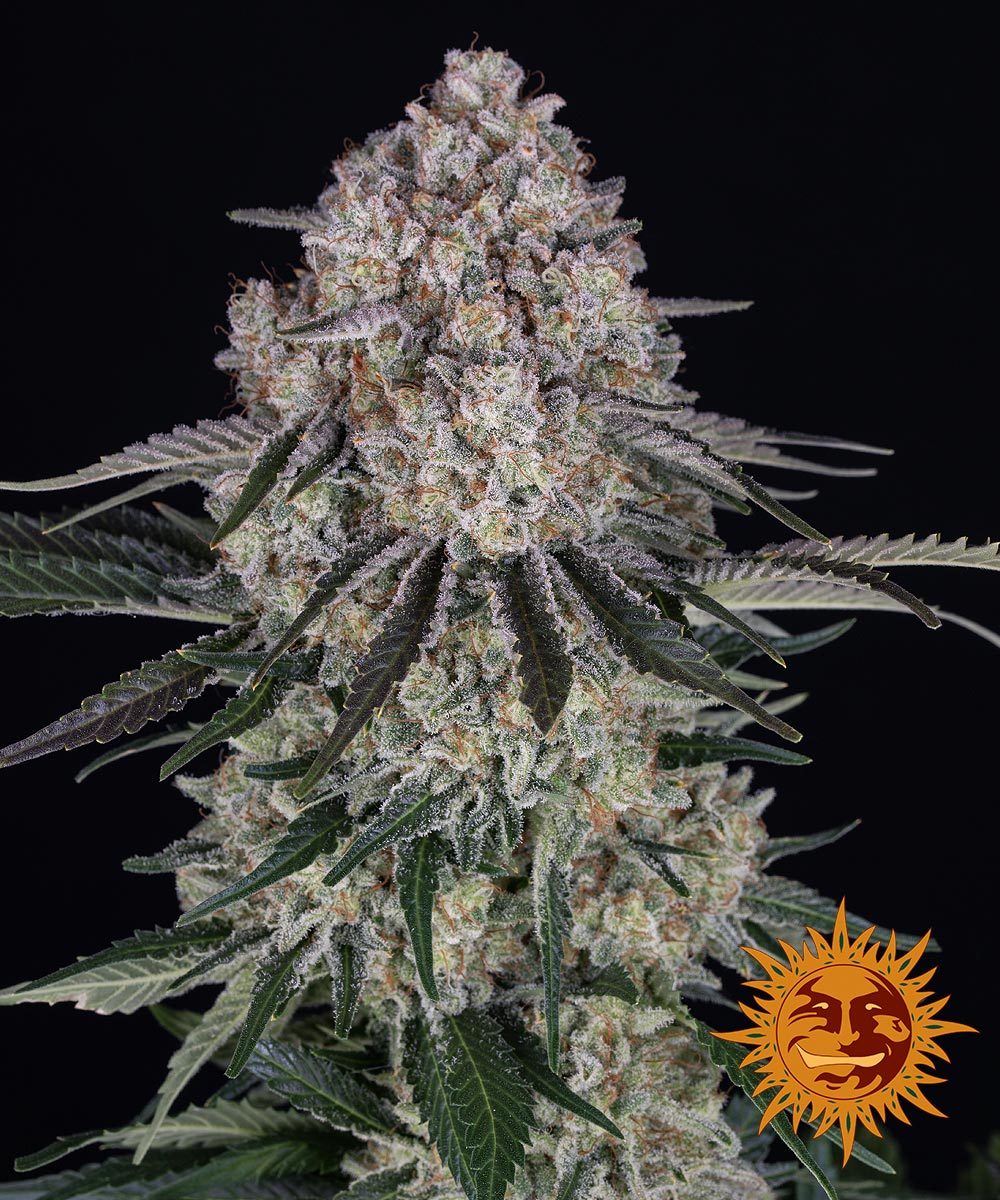 Desiel Tree SOUR DIESEL AUTO – Tree Of Life Growshop - Gozo