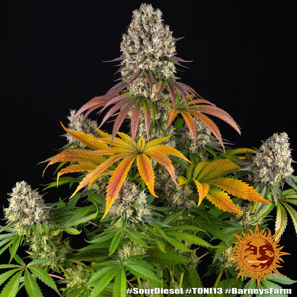 SOUR DIESEL STRAIN