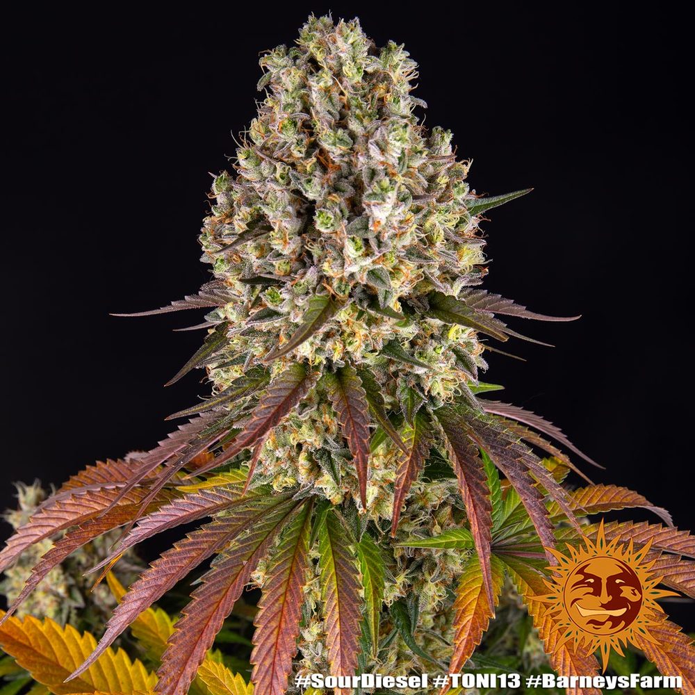 SOUR DIESEL STRAIN