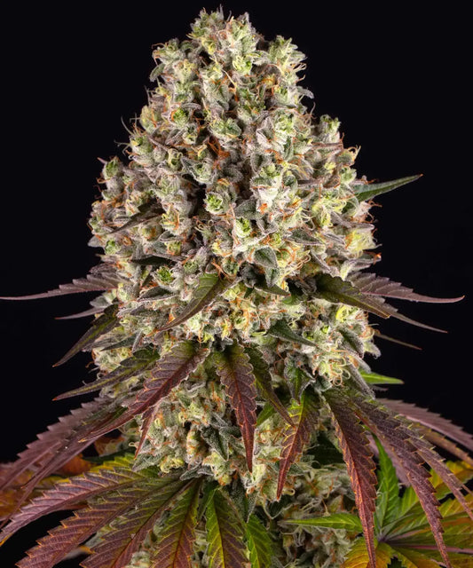 SOUR DIESEL Seeds