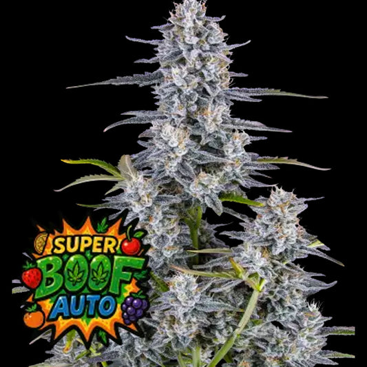 Super Boof Auto