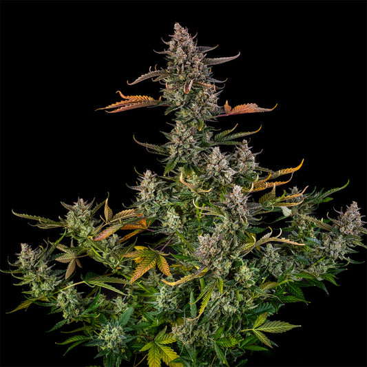 Triangle Kush Auto