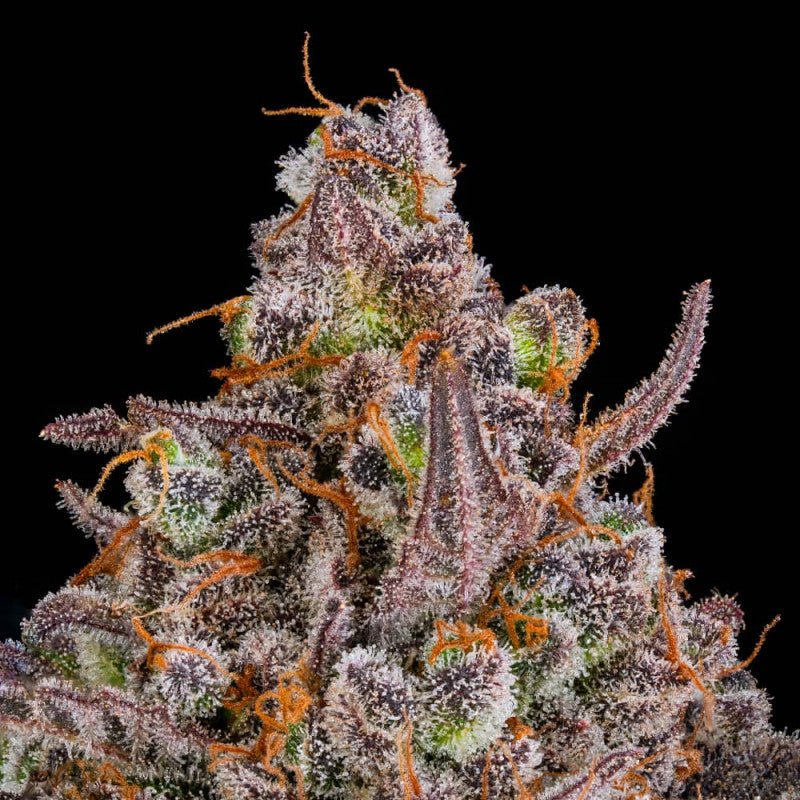 Triangle Kush Auto