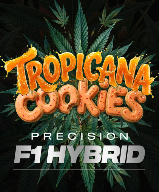 Tropicana Cookies Auto Strain