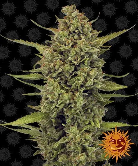 ACAPULCO GOLD Barney's Farm