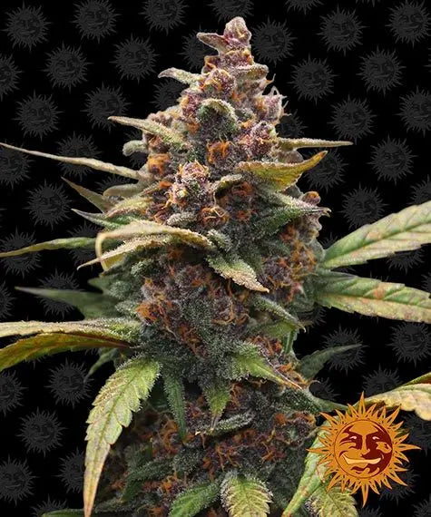 AYAHUASCA PURPLE Barney's Farm