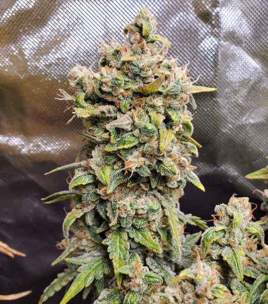 Afghan Kush Auto Tree Of Life Growshop - Gozo