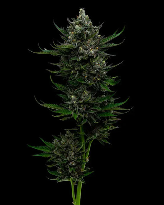 All Gas OG (auto) Humboldt