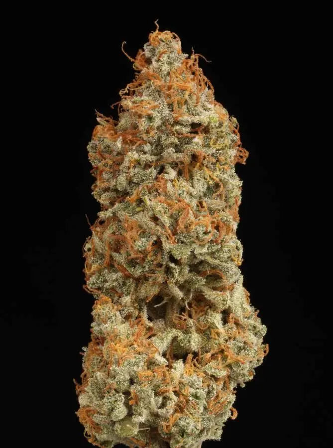BCN CRITICAL XXL AUTO seeds stockers