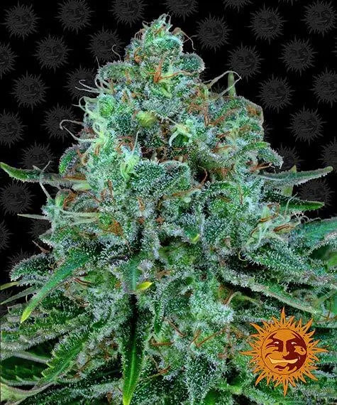 CRITICAL KUSH Barney's Farm