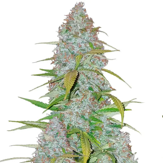 Californian Snow Tree Of Life Growshop - Gozo