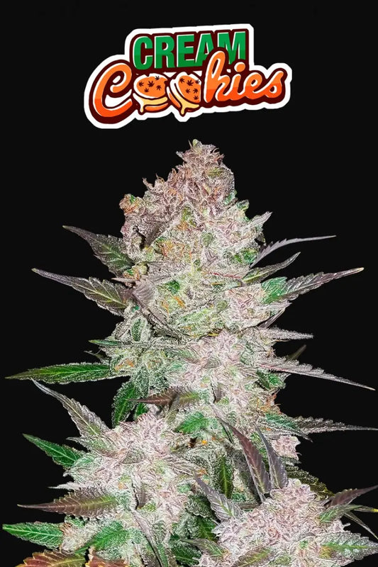 Cream Cookies Auto FASTBUDS