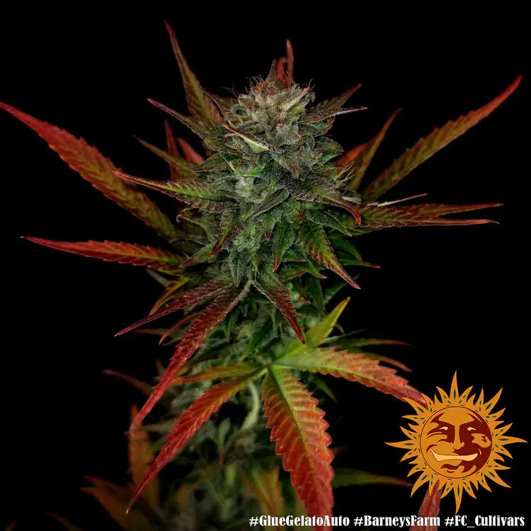 GLUE GELATO AUTO Barney's Farm