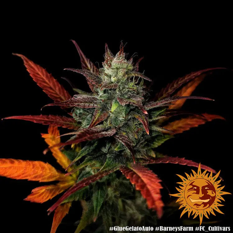 GLUE GELATO AUTO Barney's Farm