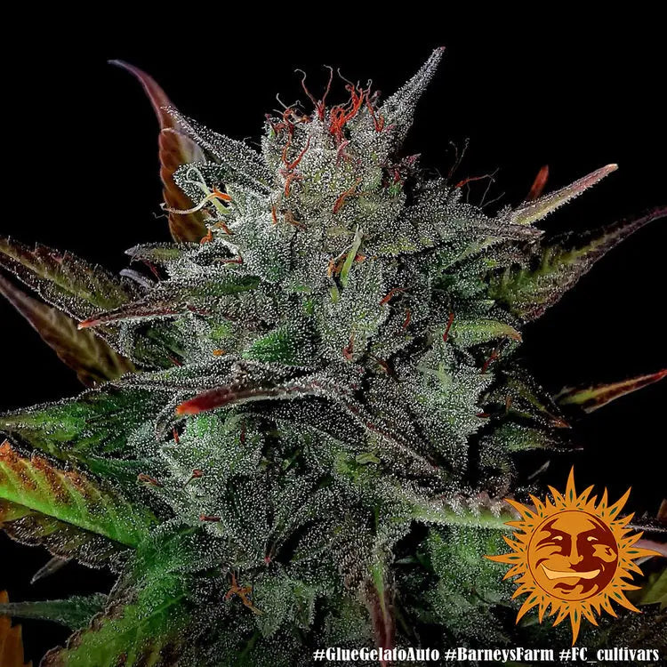 GLUE GELATO AUTO Barney's Farm