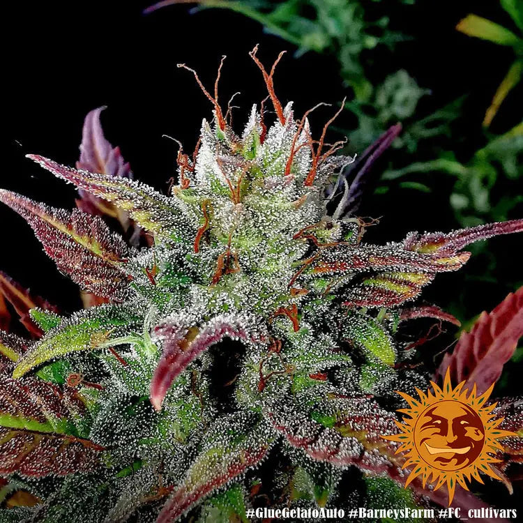 GLUE GELATO AUTO Barney's Farm