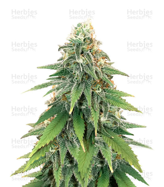 GODZILLA GLUE #4 Herbies Seeds