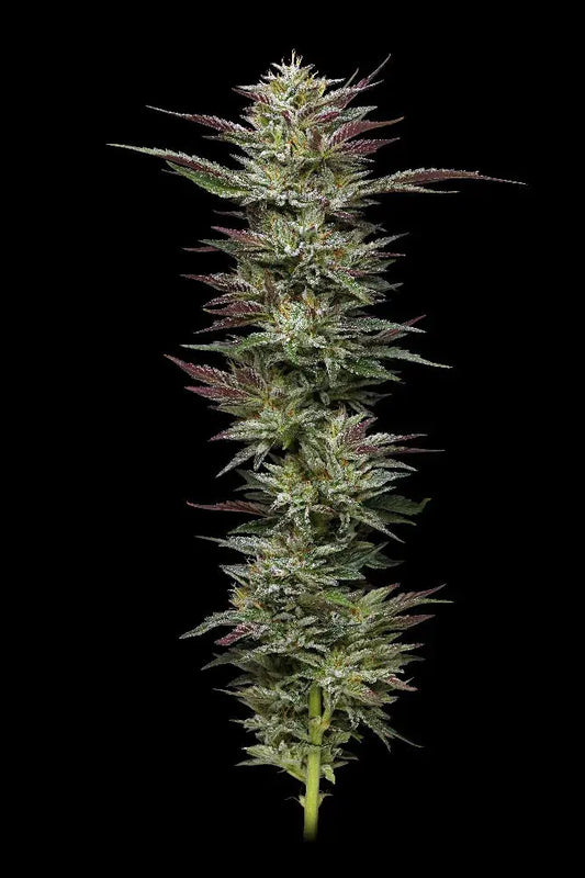 Nutter Budder (fem) Humboldt