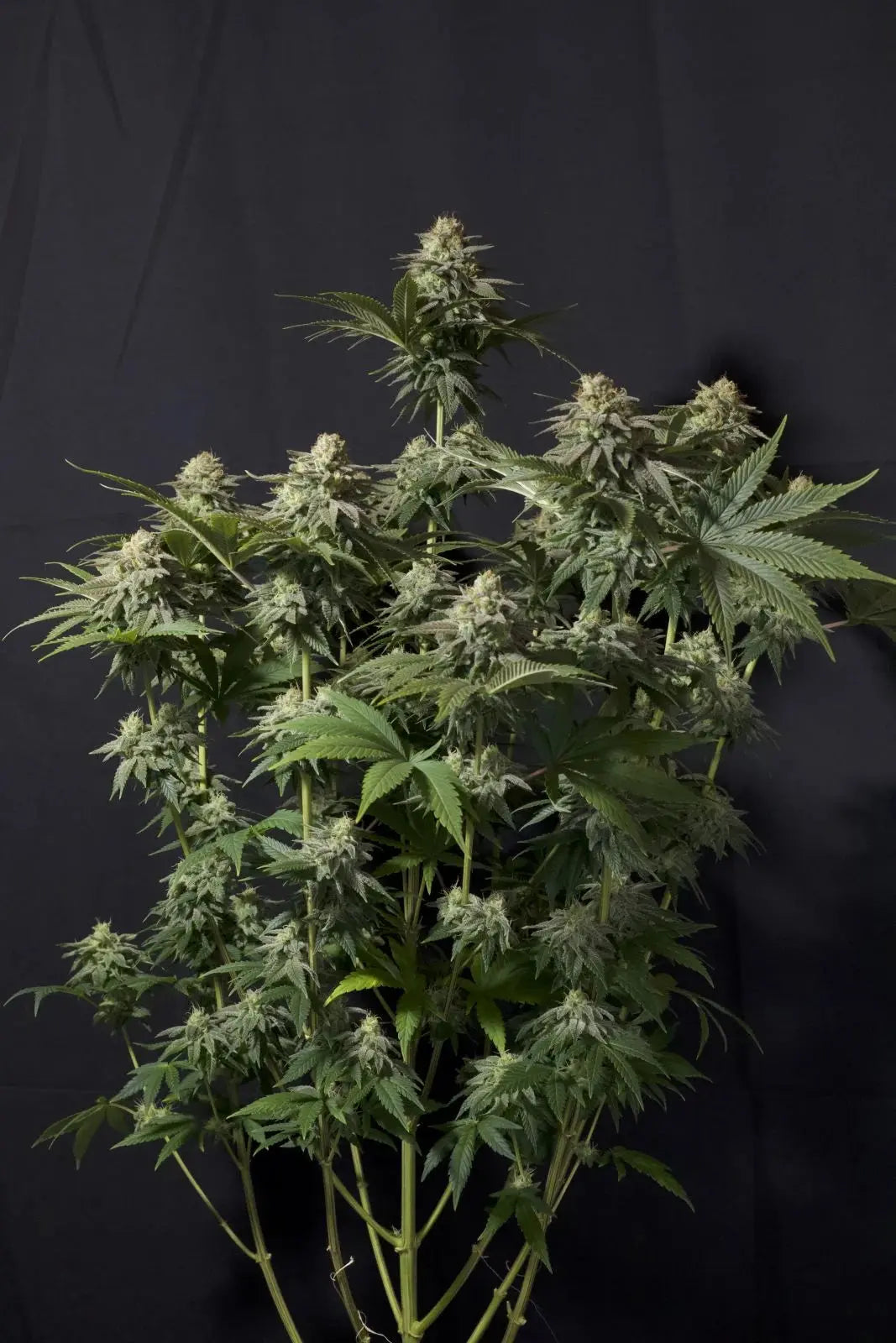 Orange Sherbet FASTFLOWERING FASTBUDS