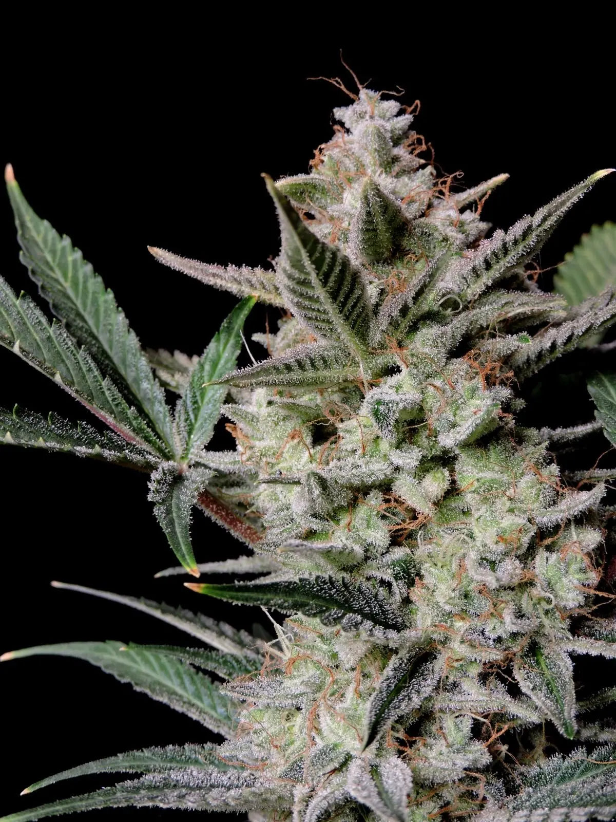 Strawberry Gorilla Auto FASTBUDS