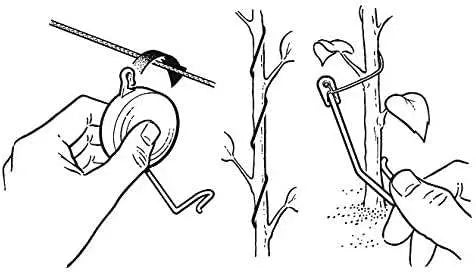 Yoyo plant support CIS